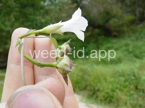 morningglory, pitted